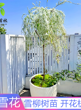 雪柳植物喷雪花苗盆栽花卉绿植珍珠梅绣线菊大苗雪柳的鲜枝条雪梅