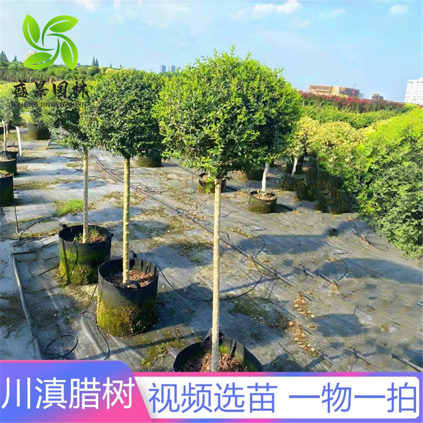 川滇蜡树棒棒糖四季常青造型花镜