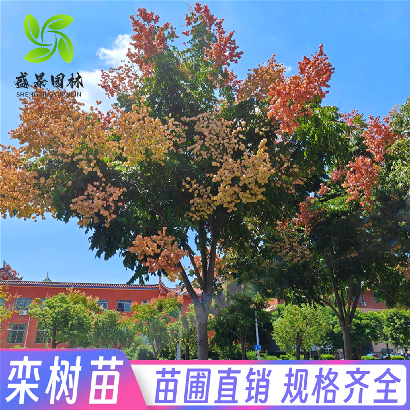 栾树苗黄山栾树小苗庭院行道大型耐寒绿化风景树占地拆迁栾树花苗