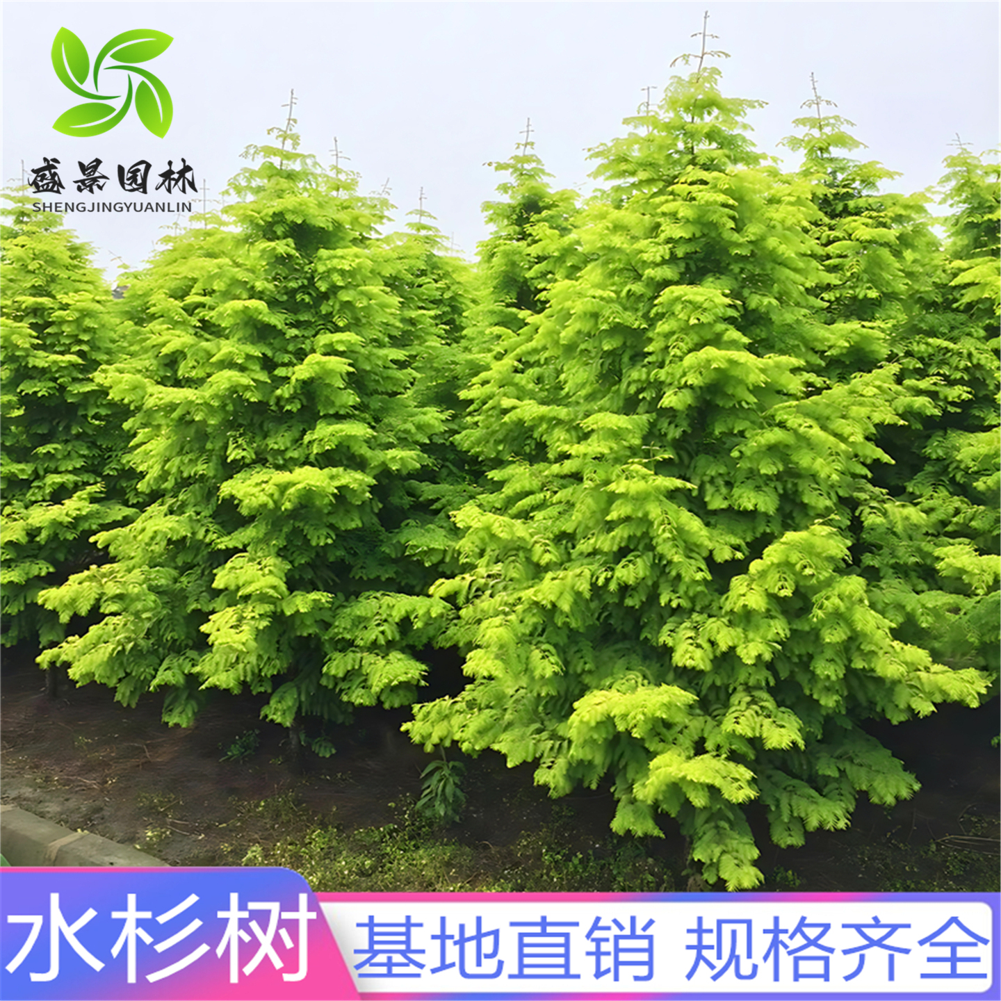 金叶水杉水杉云杉池杉落羽杉树苗