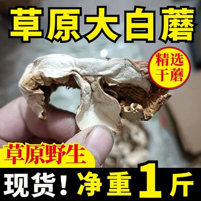 纯野生草原白蘑菇干货菌特产