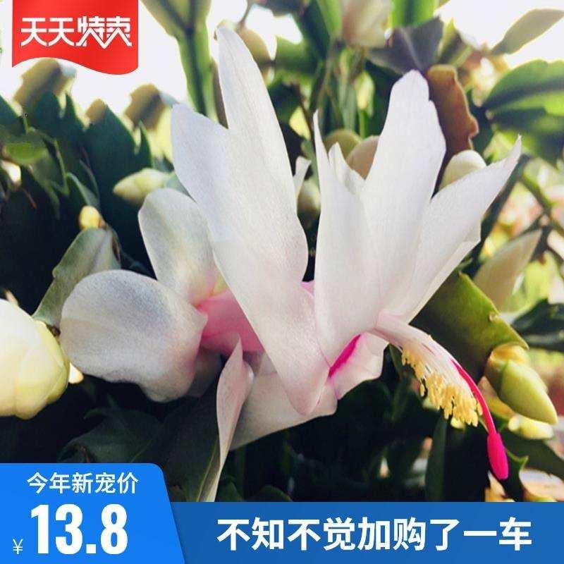 蟹爪兰黄色光炫多色嫁接带根带原盆带土带花苞当年开花假昙花盆栽