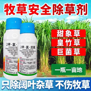 黑麦草皇竹草甜象草巨菌草牧草田除草剂 除阔叶杂草2甲氯双氟农药