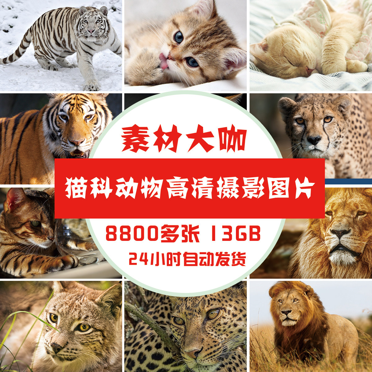素材大咖 猫科动物老虎 狮子 猎豹 高清摄影图片 平面设计素材