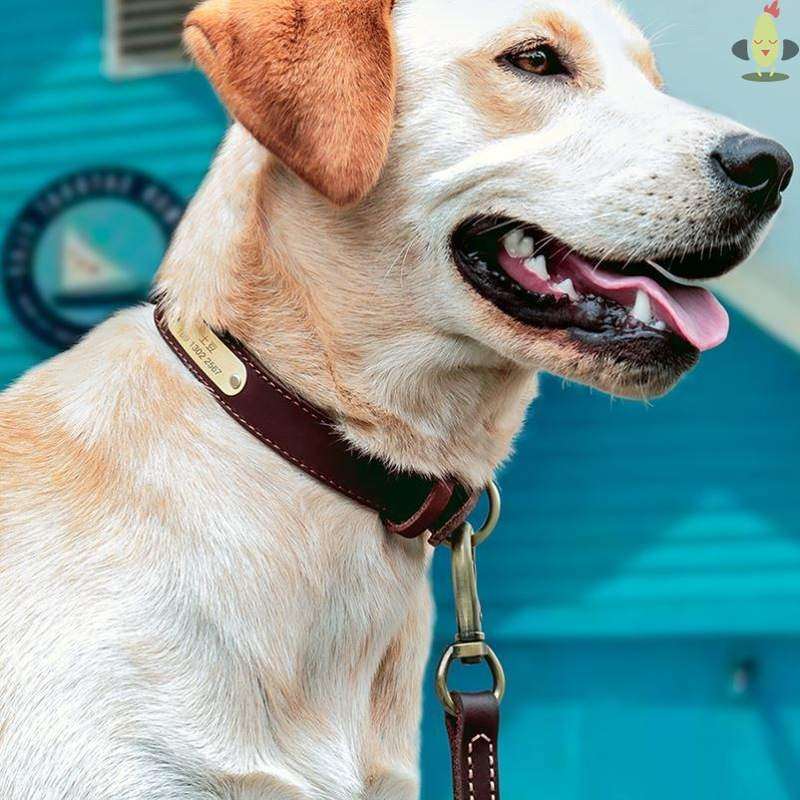 马犬专用项圈牵绳高端狗狗名字比特犬脖圈定制名字装饰猫咪防丢失