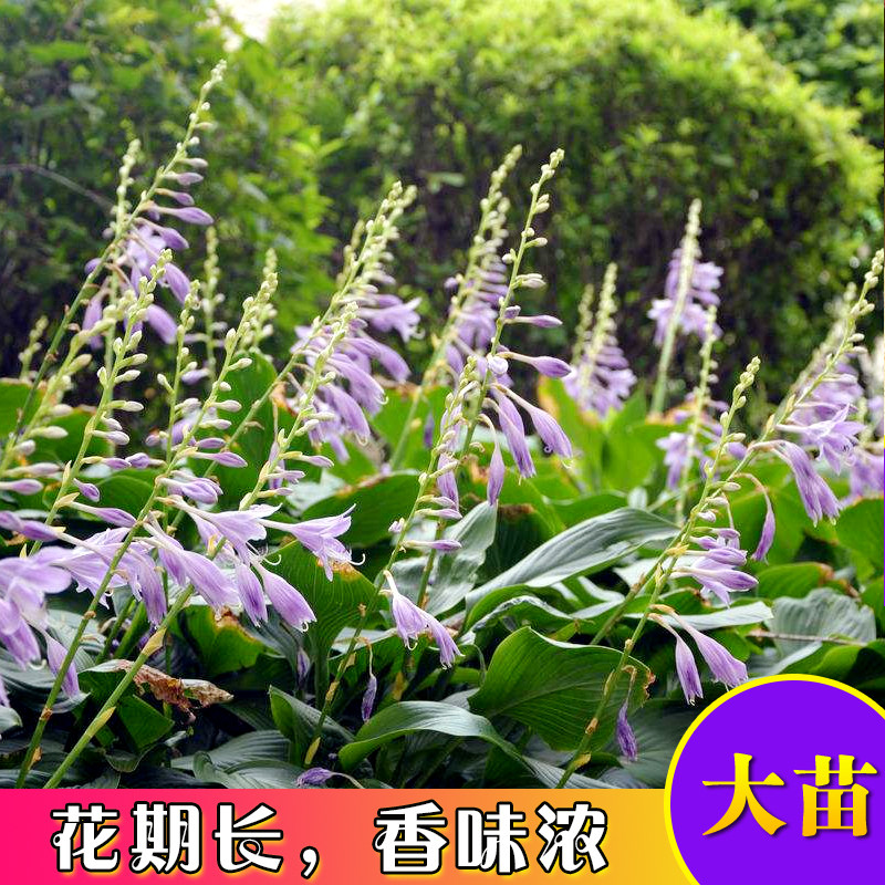 玉簪花植物庭院盆栽室外多年生宿根植物北方玉簪植物金边玉簪花苗