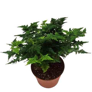 云竹云松竹盆景矮文竹文竹球唐山四年老苗u.