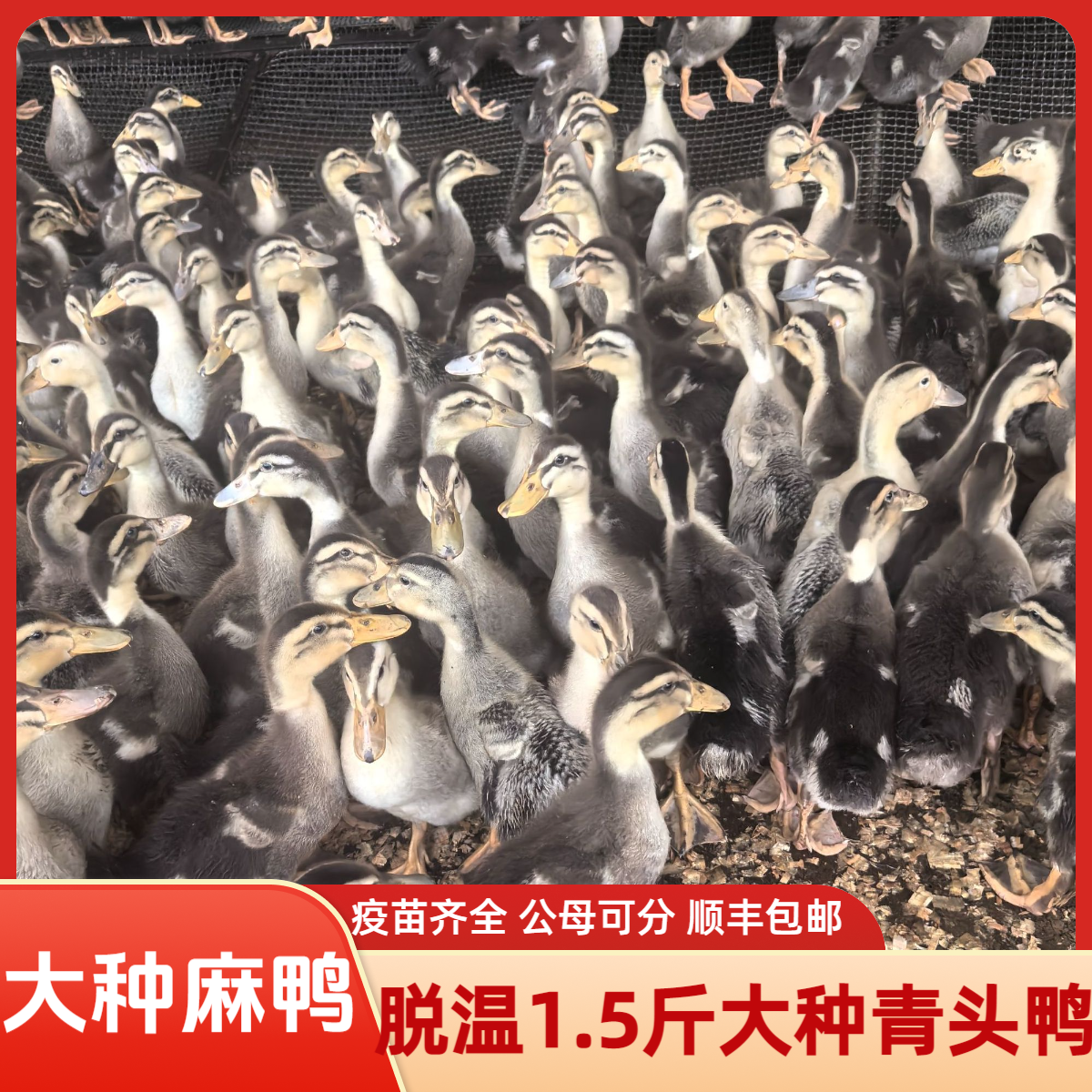 脱温宠物活体鸭半大麻鸭脱温绿头鸭大种鸭仔宠物鸭包邮疫苗齐全