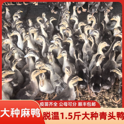 脱温宠物活体鸭半大麻鸭脱温绿头鸭大种鸭仔宠物鸭包邮疫苗齐全