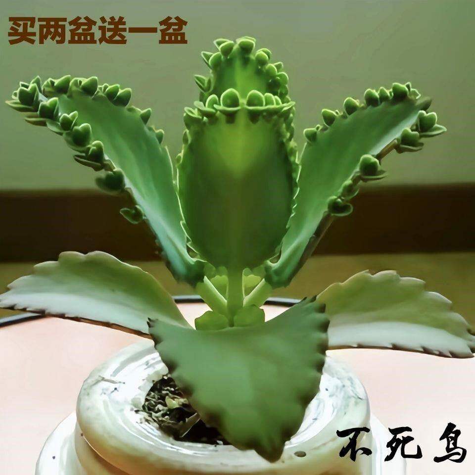 不死鸟落地生根盆栽不死鸟多肉老桩落叶生根大叶落地生根绿植花卉