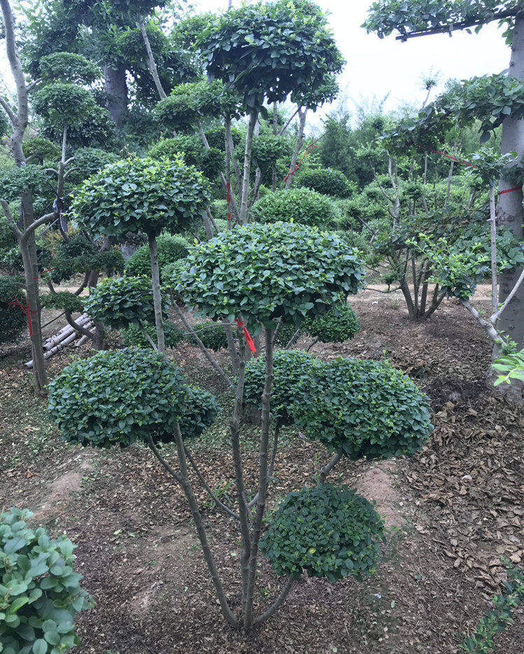 小叶女贞造型树庭院别墅绿化植物小区绿化盆景老桩女贞球形植物苗