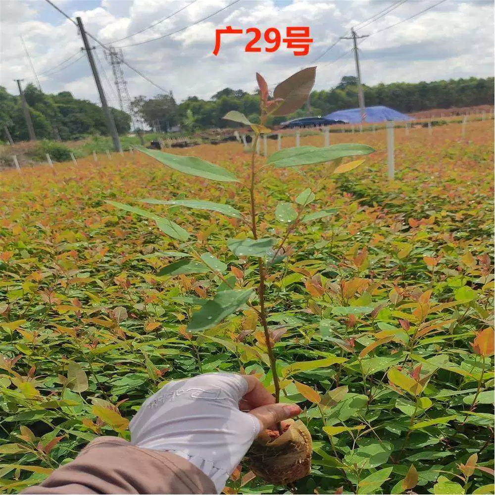 [桉树苗速生桉树苗广一广九二代29号桉树树苗快速绿化林苗经济造林]