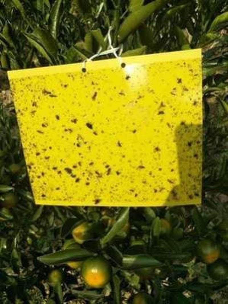 黄色粘虫板黄板双面诱虫板包邮果园飞虫粘虫蓝板黏虫板大棚防虫板