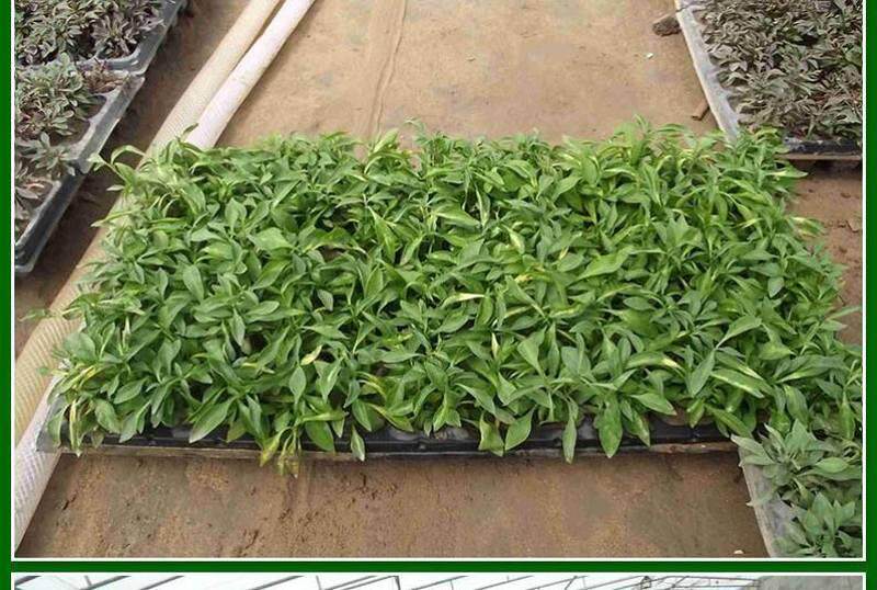 漂浮育苗盘漂盘烤烟泡沫育苗盘穴盘秧盘水培盘育苗盘白色泡沫包邮