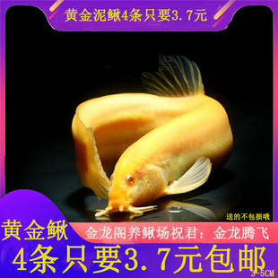 黄金泥鳅鱼苗水花活体冷水观赏鱼招财鱼小金龙淡水清道夫新手练手