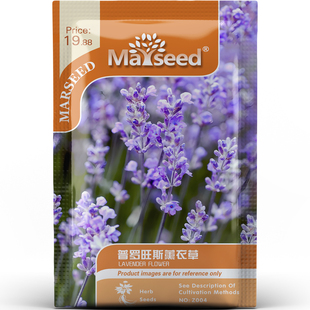 普罗旺斯薰衣草种子种苗浪漫花海雅致清香香薰原料景观香草C148