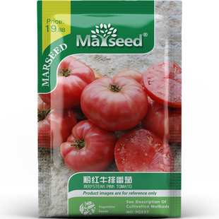 粉红牛排番茄种子种苗美洲传家宝巨果厚肉少籽腔熬酱首选蔬菜C140