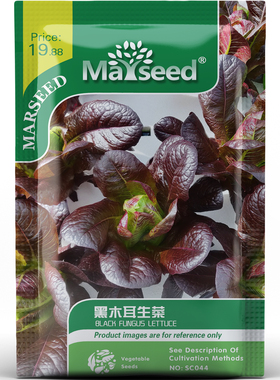 黑木耳生菜种子种苗暗紫皱边深邃色调清甜木质香沙拉配菜蔬菜C195