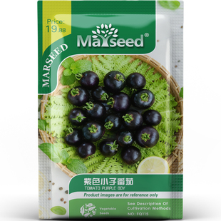 紫色小子番茄种子种苗紫玛瑙串紧凑株型盆栽阳台优选鲜食蔬菜C214
