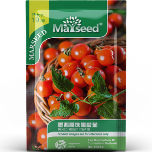 墨西哥侏儒番茄种子种苗传家宝醋栗小果酸甜浓香爆汁高产蔬菜C019