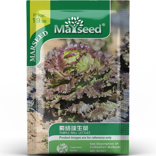 紫结球生菜种子种苗圆润紫宝石清甜爽口饱满多汁佐餐庭院蔬菜C178