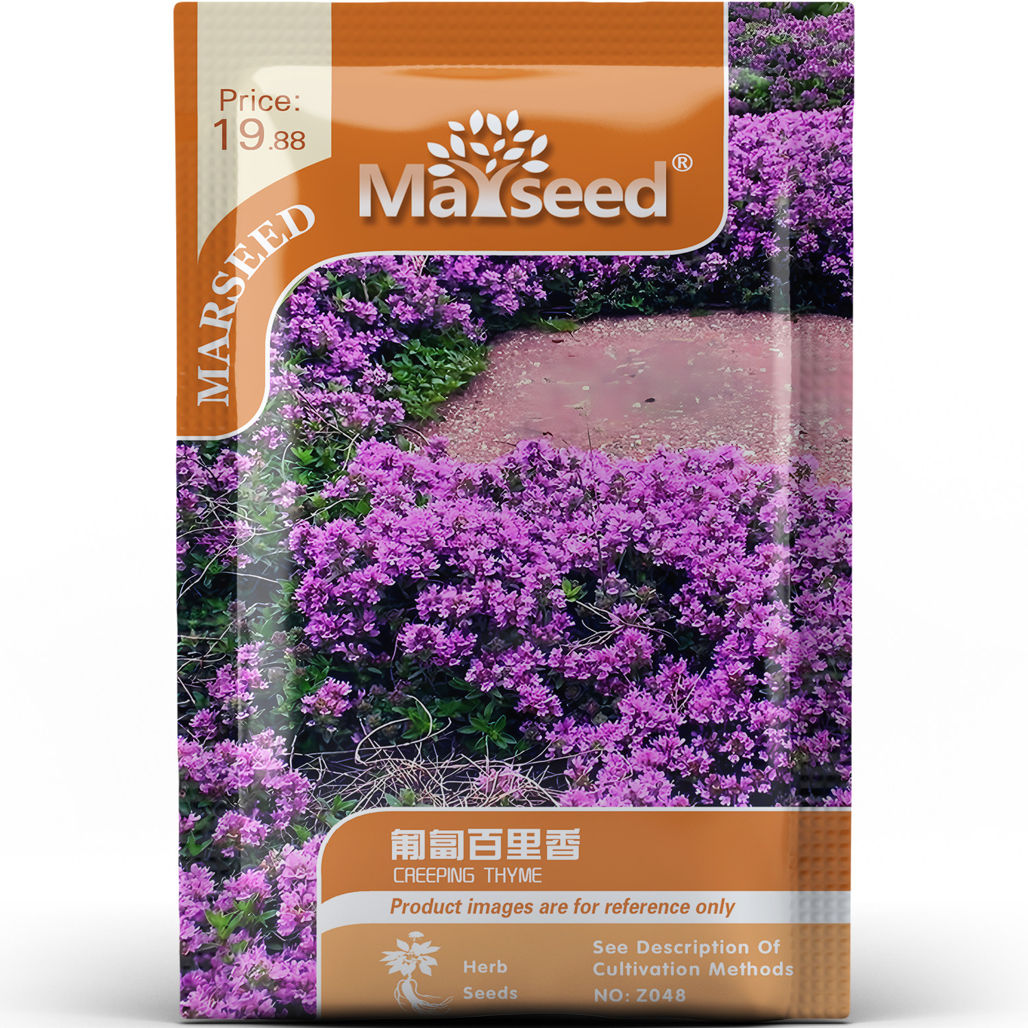 匍匐百里香种子种苗地被型流动花毯防杂草石板缝隙绿化香草C165