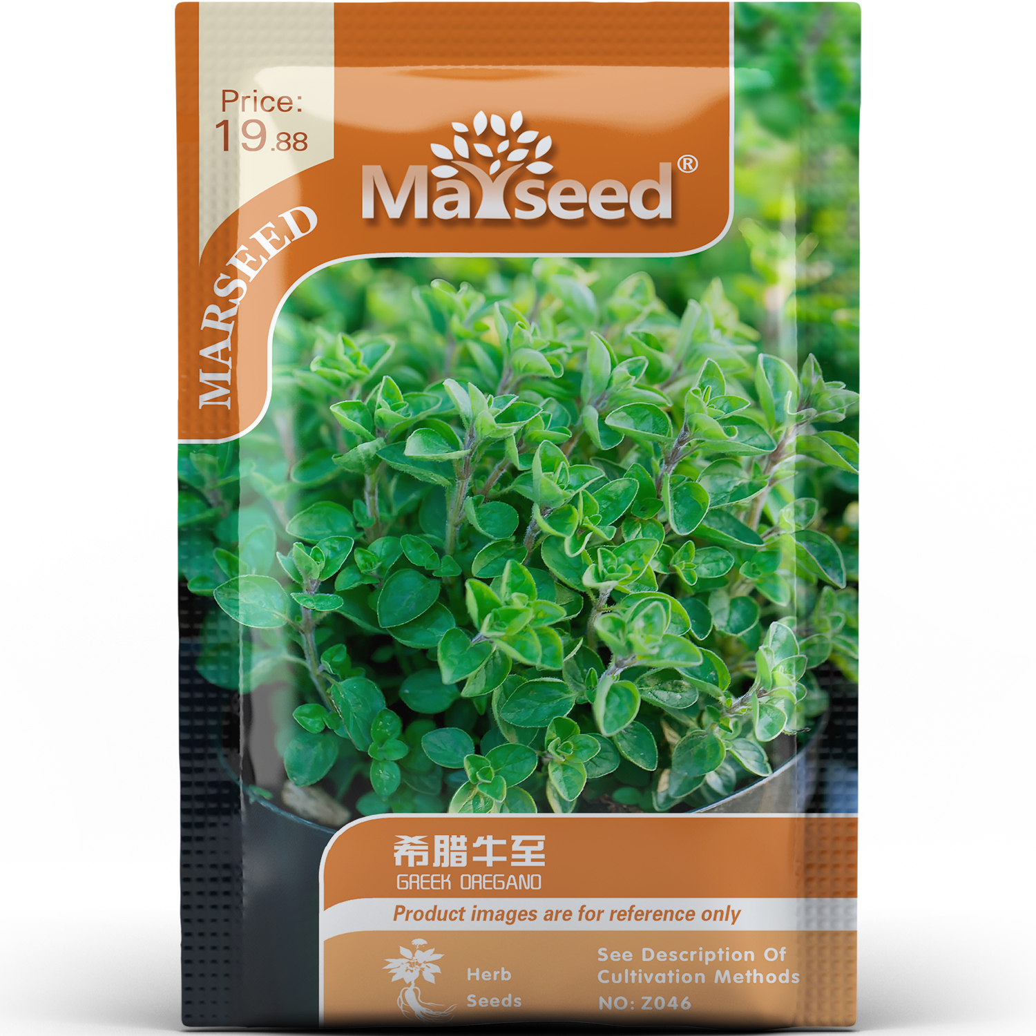 希腊牛至种子种苗古希腊地中海原生种银绿叶白花耐旱盆栽香草C163