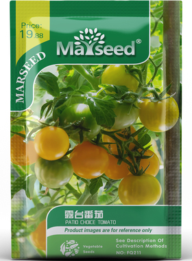 黄色露台番茄种子种苗优选矮生丰产金黄小果露台专育盆栽蔬菜C124