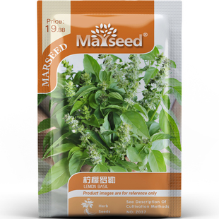柠檬罗勒种子种苗柑橘清香清新芬芳泰式香料东南亚料理香草C157