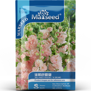 超仙气淡粉色蜀葵花量密集香味淡雅浪漫庭院花境花卉易活种子种苗