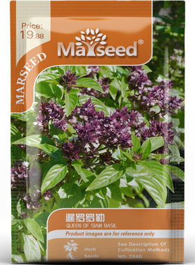 获ASS奖暹罗皇后罗勒香草浓郁辛香泰式料理调味阳台盆栽种子种苗