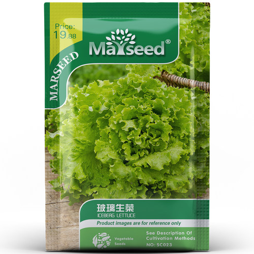 四季速生玻璃生菜脆嫩多汁可生吃阳台庭院沙拉蔬菜春秋种孑子籽