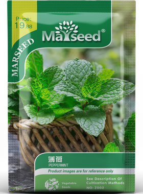 薄荷种子种苗清凉爆款清香四溢四季采收盆栽香草食用观赏兼得C050