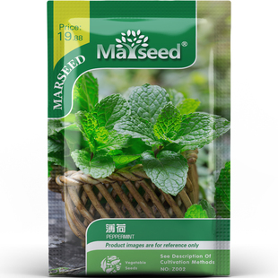 薄荷种子种苗清凉爆款清香四溢四季采收盆栽香草食用观赏兼得C050