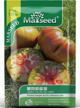 黑凤梨番茄种子种苗比利时多色大果扎染烟熏甜感沙拉庭院蔬菜C137