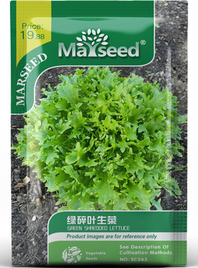 绿色碎叶生菜种子种苗羽状碎叶清甜双脆凉拌烤肉卷材优选蔬菜C194