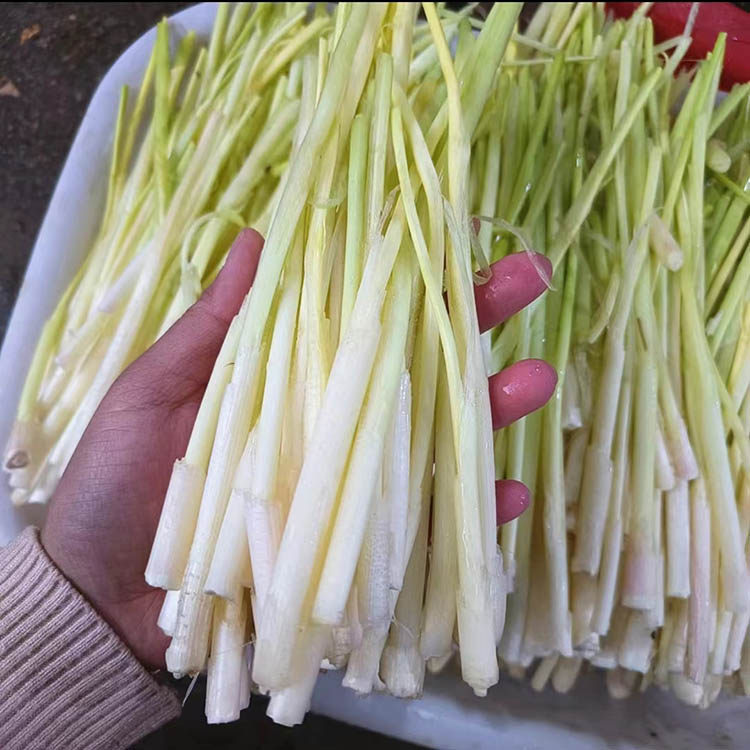 顺丰包邮洪湖高菜湖北特产蒿菜蒲笋茭白草心新鲜时令水生蔬菜1斤