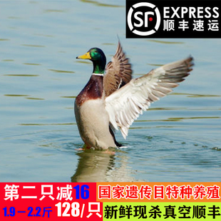 青头鸭老飞鸭湖北会飞鸭子绿头鸭新鲜老母鸭麻鸭子整只鸭肉顺丰