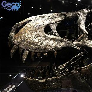 大型仿真恐龙骨骼化石模型博物馆科普馆展览玻璃钢恐龙雕塑厂家