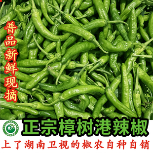 正宗樟树港辣椒椒农自种普品新鲜现摘湖南湘阴特产1斤/2斤/5斤