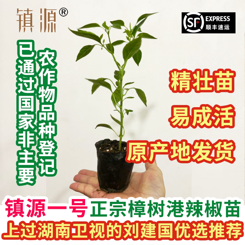 镇源一号正宗樟树港辣椒苗精选健壮苗营养杯带土独立装易成活