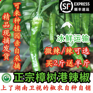 正宗樟树港辣椒椒农自种精品新鲜现摘顺丰 湖南湘阴特产1斤2斤 包邮