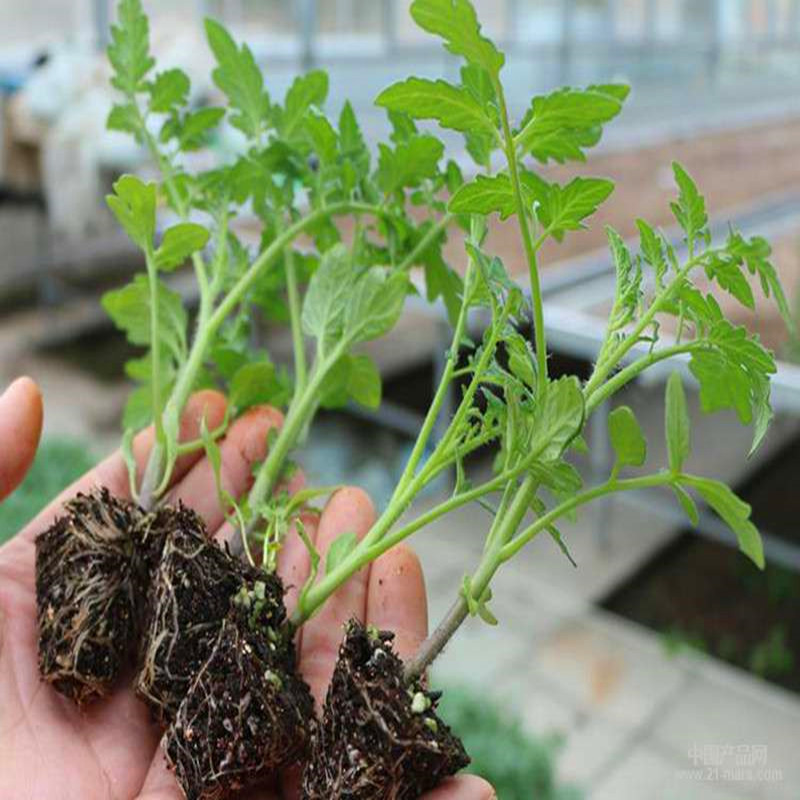 蔬菜苗小千禧圣女果番茄西红柿黄瓜秋葵丝瓜特大辣椒秧幼阳台盆栽在类目 鲜花速递/花卉仿真/绿植园艺, 花卉/蔬果/草坪种子（新）, 家庭园艺种子中 - 来自Buy2taobao.com提供专业的淘宝代购服务