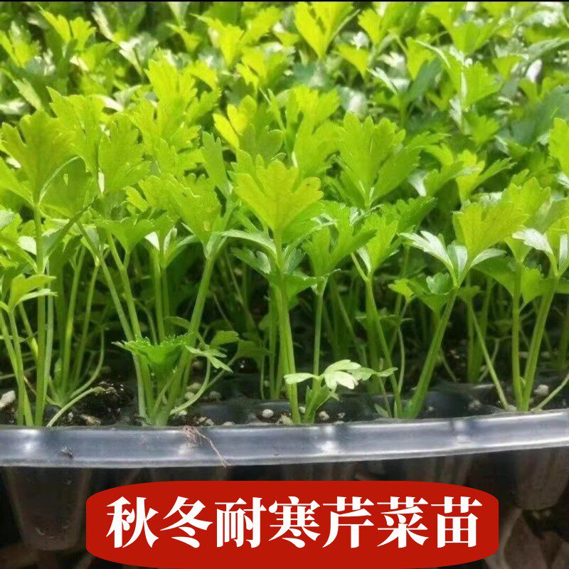 秋冬耐寒芹菜苗盆栽蔬菜苗图片