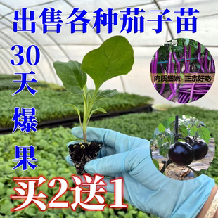 茄子苗杭茄紫长茄烧烤辣椒南方四季蔬菜圆青线秧辣椒水果小番茄苗