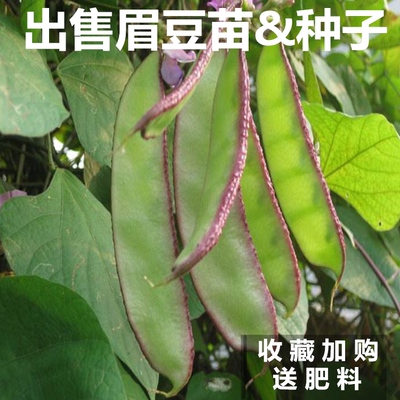 紫边眉豆苗种子春季豇扁豆苗秧苗