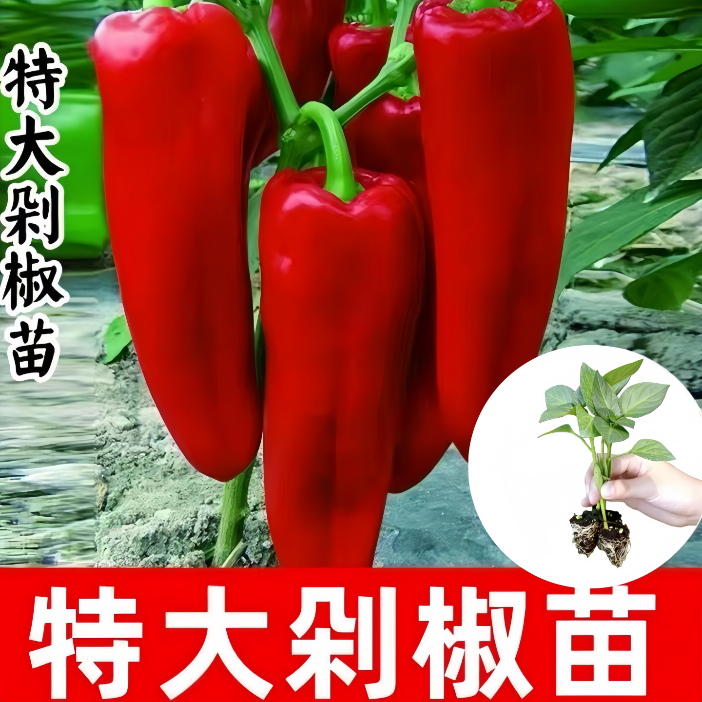 牛角辣椒秧苗泡带土红辣椒蔬菜苗番茄子黄瓜西瓜丝瓜南方蔬菜种苗