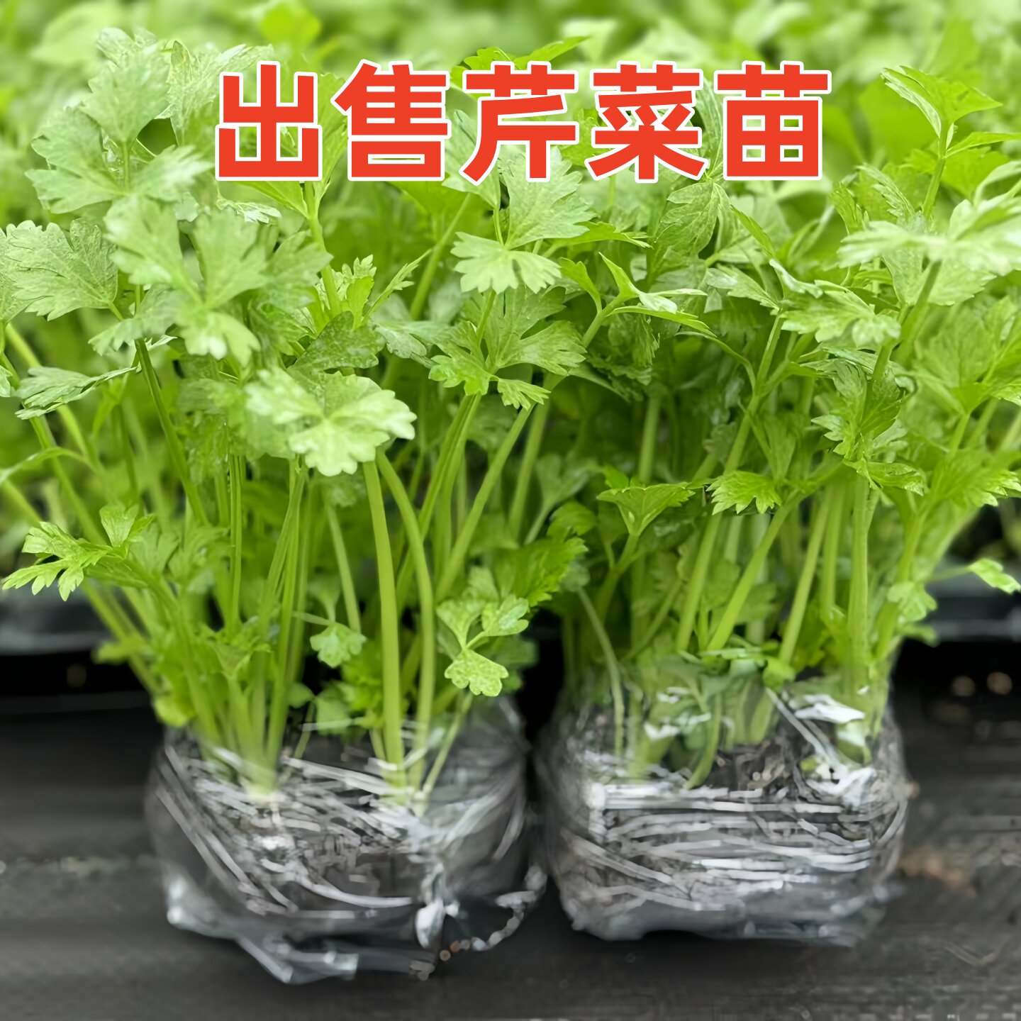 芹菜苗大全西芹秋冬耐寒蔬菜苗水果白芹菜秧苗阳台根芹小香芹盆栽图片
