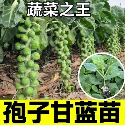 袍子甘蓝苗西兰花苗秧苗青梗花菜牛心包菜苗西蓝花秋冬耐寒蔬菜苗