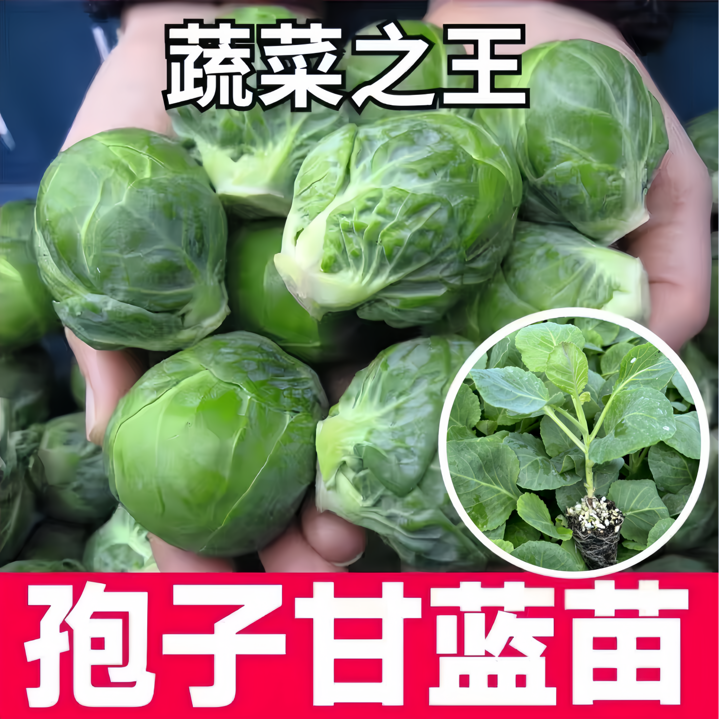袍子甘蓝苗西兰花苗秧苗青梗花菜牛心包菜苗西蓝花秋冬耐寒蔬菜苗